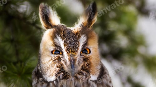 Preview: Owl Portrait. Forest Background. Bird: Long Eared Owl. Asio Otus.
