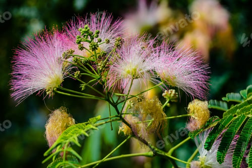 Preview: Mimosa (Fabaceae) In Bloom, Armenia