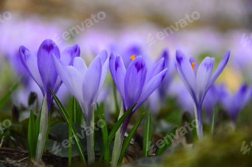 Preview: Close -Up Of Violet Small Crocus Flowers