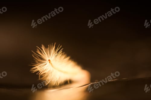 Preview: Abstract Composition With Dried Clematis Seeds And Light