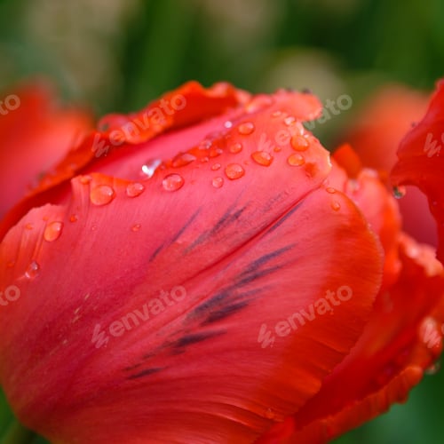 Preview: Red Flower Of Tulip Sort Parrot (Rococo). Hybrids Of Tulips - A Beautiful Spring Bulbs. Growing