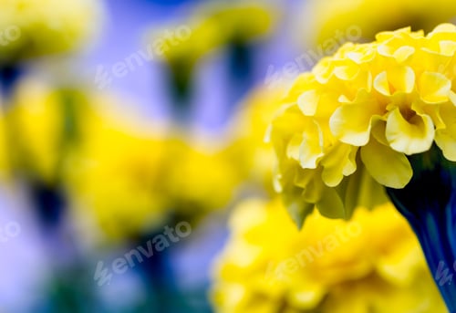 Preview: Beautiful Garden Marigolds Blooming. Colorful Yellow And Orange Flowers From Garden.
