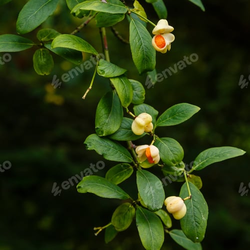 Preview: Euonymus Europaeus Albus (Spindle) - Fruits On A Branch