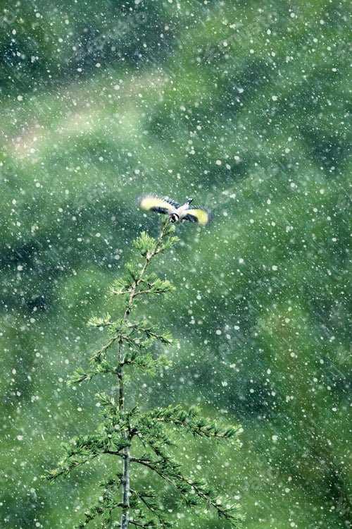 Preview: Rainy Day. Green Nature Background. Bird: European Goldfinch. Carduelis Carduelis.
