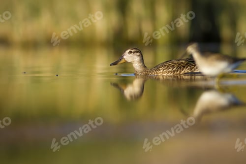 Preview: Swimming Duck Mallard. Colorful Nature Habitat Background. Bird: Mallard. Anas Platyrhynchos.