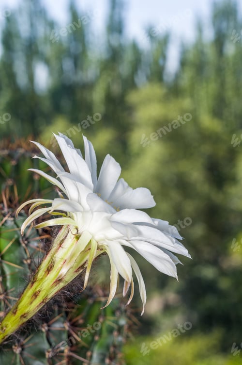 Preview: Blooming White Flower Growing From a Thorny Cactus
