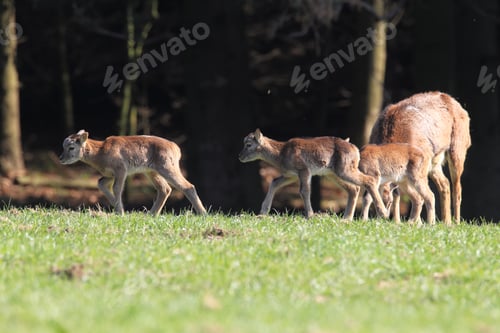 Preview: Big European Mouflon On The Grassland Wild Animal In The Nature Habitat, Saxony , Germany
