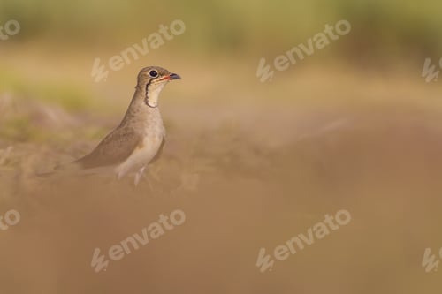 Preview: Pratincole. Yellow Green Nature Background. Bird: Collared Pratincole. Glareola Pratincola.