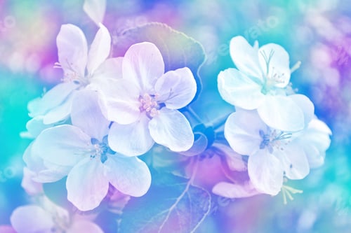 Preview: Spring Landscape. Flowering Apple Tree. Spring Flowering Garden.