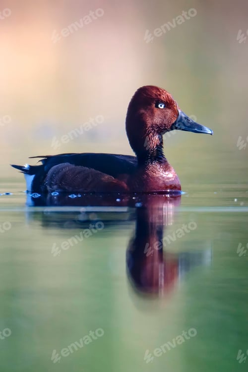 Preview: Swimming Duck. Natural Lake Habitat Background. Bird: Ferruginous Duck. Aythya Nyroca.