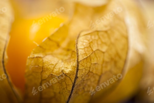 Preview: Macro Photography Of Physalis Peruviana Fruit