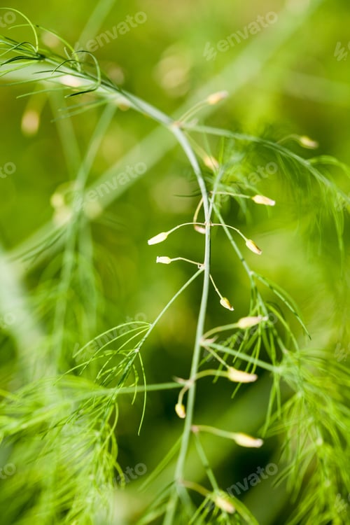 Preview: Different Green Plants In The Garden