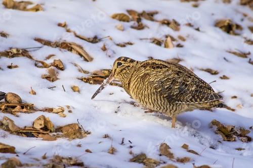 Preview: Woodcock. Snow And Dry Leaves Background. Camouflaged Animal. Bird: Eurasian Woodcock. Scolopax