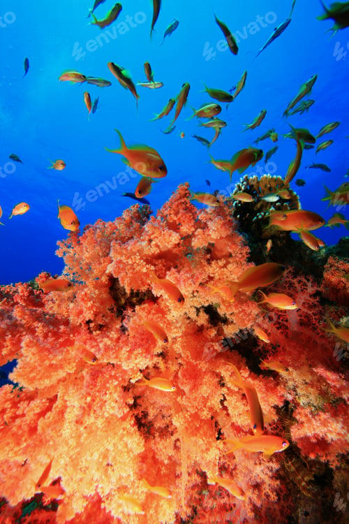 Preview: Anthias On Soft Coral