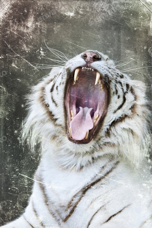 Preview: White Bengal Tiger, Isolated On Textured Grunge Background