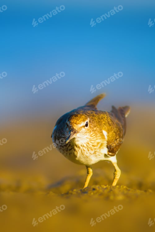 Preview: Shore Bird Sandpiper. Blue Sea And Yellow Sand Nature Background. Bird: Common Sandpiper. Actitis