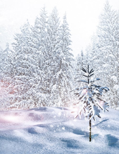Preview: Winter Forest. Winter Landscape.