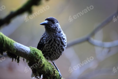 Preview: Spotted Nutcracker, Eurasian Nutcracker Black Forest Germany