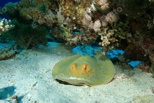 Preview: Bluespotted Stingray