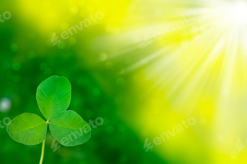 Preview: Green Clover Leaves. St.Patrick 'S Day. Spring Natural Background.