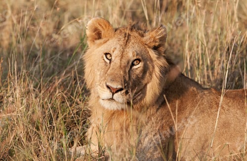 Preview: Male African Lion In The Maasai Mara National Park, Kenya