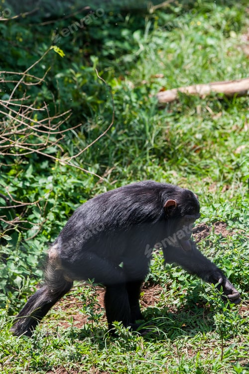 Preview: Chimpanzee In Ngamba Island Chimpanzee Sanctuary, On Ngamba Island, Lake Victoria, Uganda