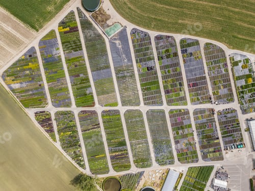 Preview: Aerial View Of Rows Of Cultivated Young Plants In Plant Nursery