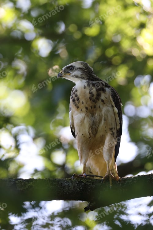 Preview: Young Buzzard Common Buzzard (Buteo Buteo)