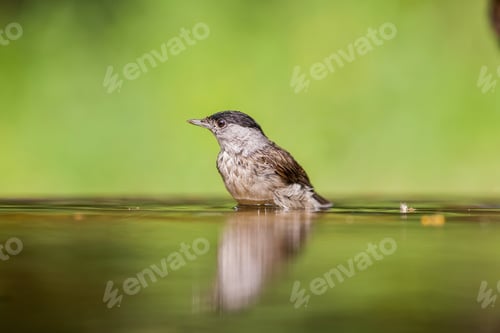 Preview: Small Bird At A Pond