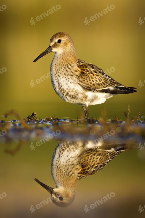 Preview: Nature Habitat And Water Bird. Feeding Bird. Green Yellow Nature Background. Common Water Bird