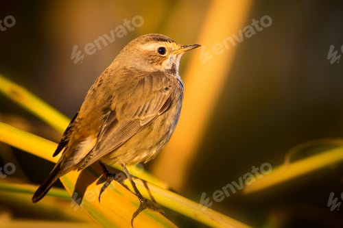 Preview: Cute Little Bird. Yellow Reeds Background. Bluethroat / Luscinia Svecica