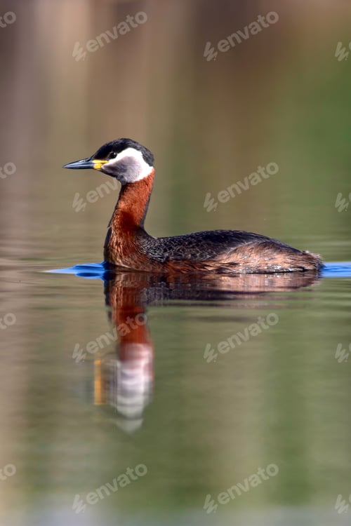 Preview: Swimming Bird. Nature Background. Bird: Red Necked Grebe. Podiceps Grisegena.