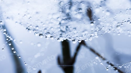 Preview: Abstract Composition From Nature, With Many Beautiful Water Drops On Spiderwebs