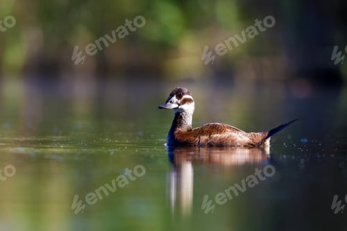 Preview: Swimming Duck. Colorful Lake Habitat Background. Bird: White Headed Duck. Oxyura Leucocephala.