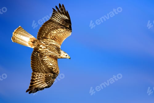 Preview: Flying Bird. Bird Of Prey. Blue Sky Background.