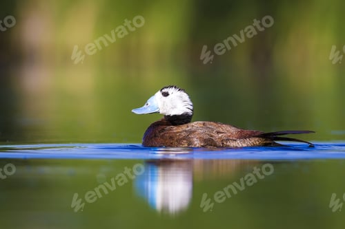 Preview: Swimming Cute Duck. Colorful Nature Background. Bird: White Headed Duck. Oxyura Leucocephala.