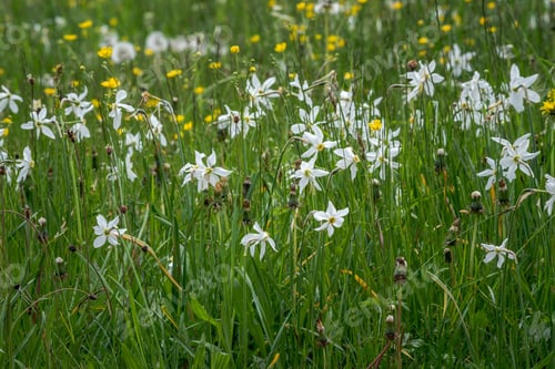Preview: Daffodils In Plavski Rovt In Slovenia In Spring