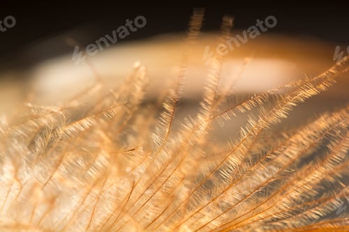 Preview: Colorful Rooster Feather With Details And Reflexions