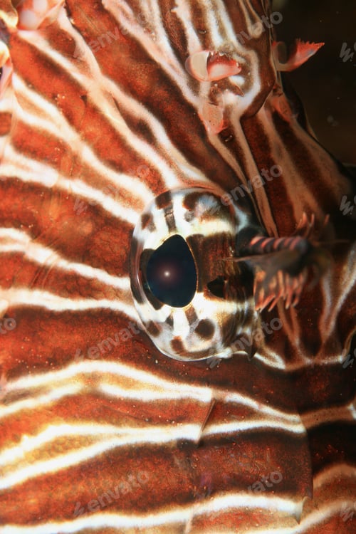 Preview: Nature Abstract Of Lionfish Eye