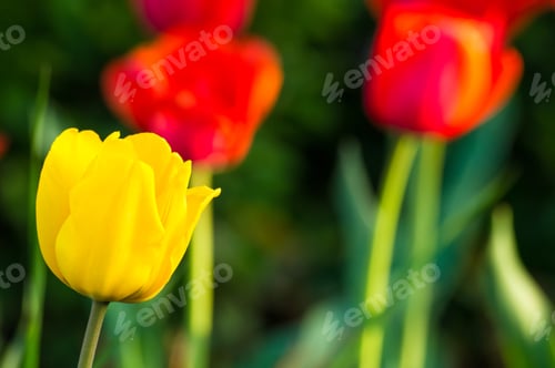 Preview: Colorful Tulips In Early Spring In The Garden