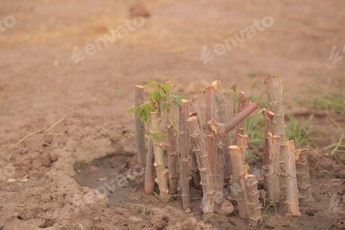 Preview: Nature Food Close Up - Photography Of Bright Green Manioc Leafs And Brown Tuberous Etable Roots