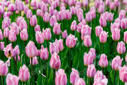 Preview: Tulips Pink, Sort Ligth And Dreamy In The Garden. Bulbous Plants In The Garden.
