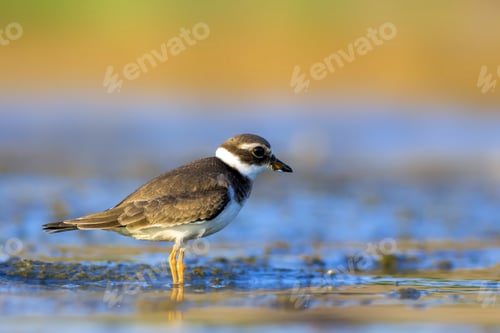 Preview: Nature And Bird. Cute Little Water Bird. Colorful Nature Background. Bird: Common Ringed Plover.