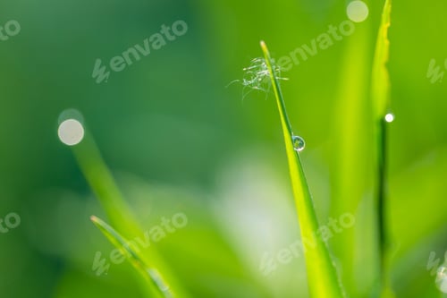 Preview: Summer Wet Morning Grass With Defocused Background And Bokeh Effect.