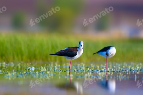 Preview: Cute Water Birds. Peaceful Nature Background. Brds: Black Winged Stilt.