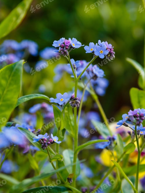 Preview: Blue Flowers Of Forget-Me-Not. Summer Background.