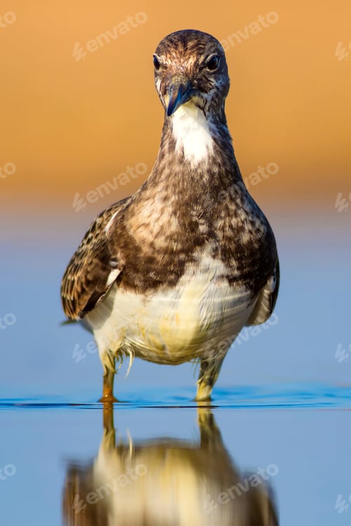 Preview: Cute Water Bird. Common Bird Ruddy Turnstone. Colorful Nature Background. Bird: Ruddy Turnstone