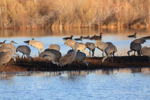 Preview: Sand Hill Crane (Grus Canadensis) At Bosque Del Apache National Wildlife Refuge