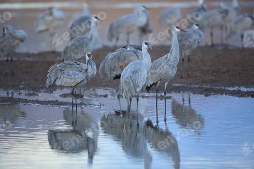 Preview: Sand Hill Crane (Grus Canadensis) At Bosque Del Apache National Wildlife Refuge