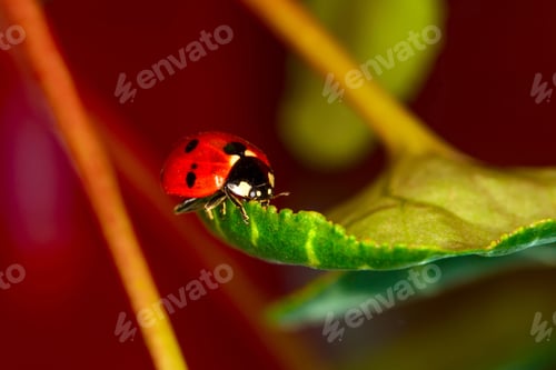 Preview: Cute Lady Bird. Natural Red Background. Ladybug.